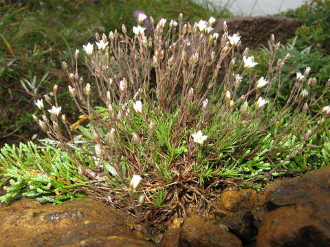 Image of Sabulina verna subsp. verna