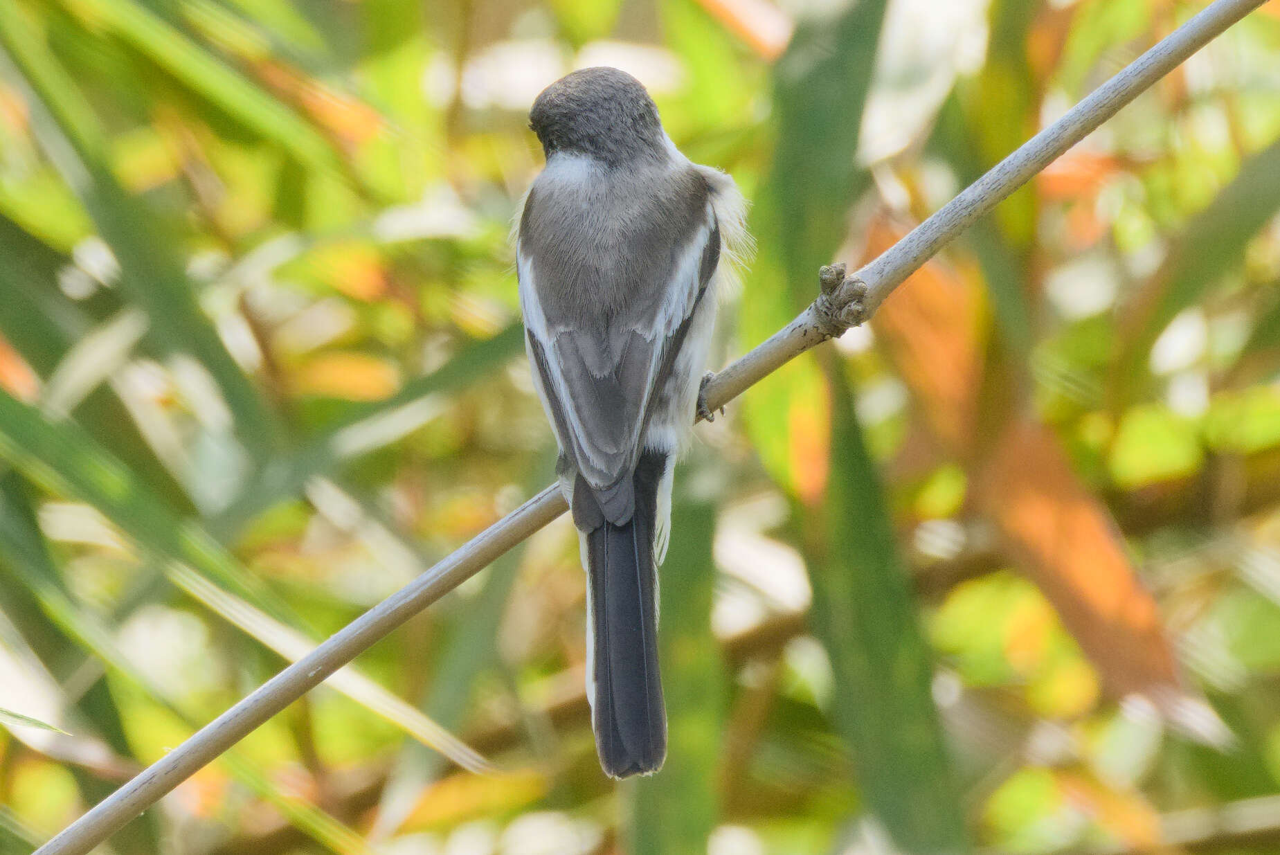 Image of Flycatcher-shrike