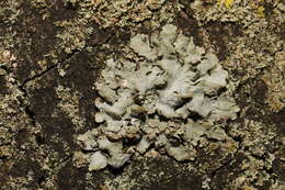 Image of Hammered shield lichen