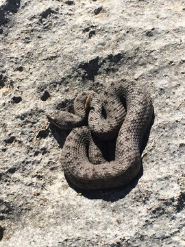 Image of <i>Crotalus pricei miquihuanus</i> Gloyd 1940