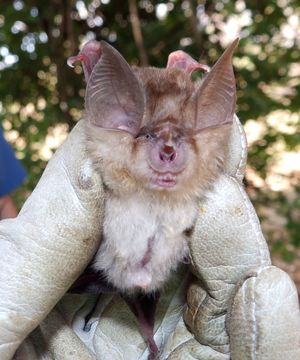 18.https www inaturalist org photos 3850302.580x360