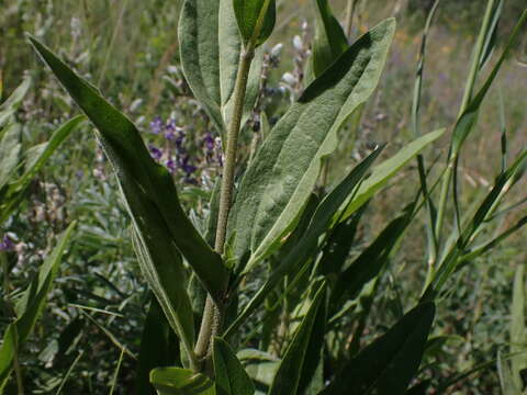 Image of oneflower helianthella