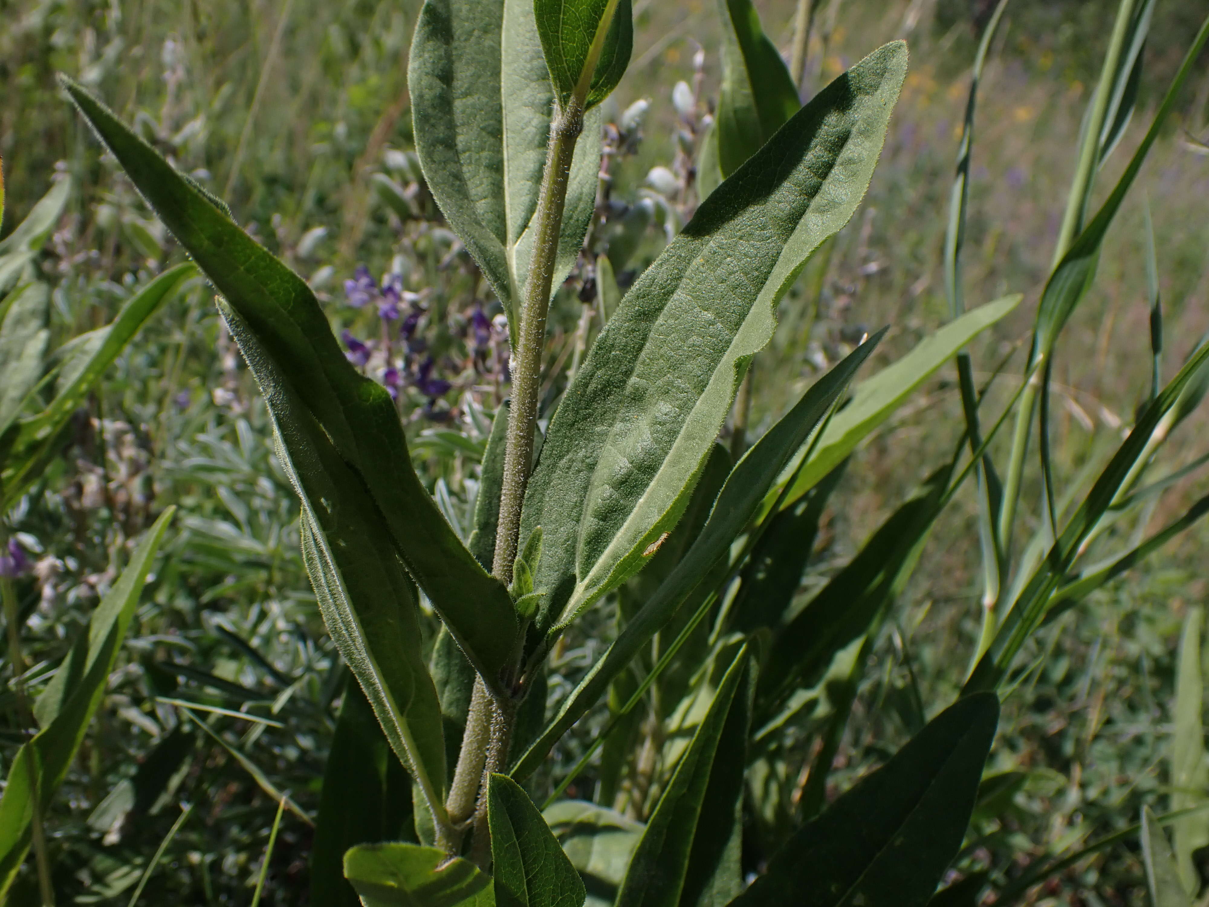 Sivun Helianthella uniflora (Nutt.) Torr. & A. Gray kuva