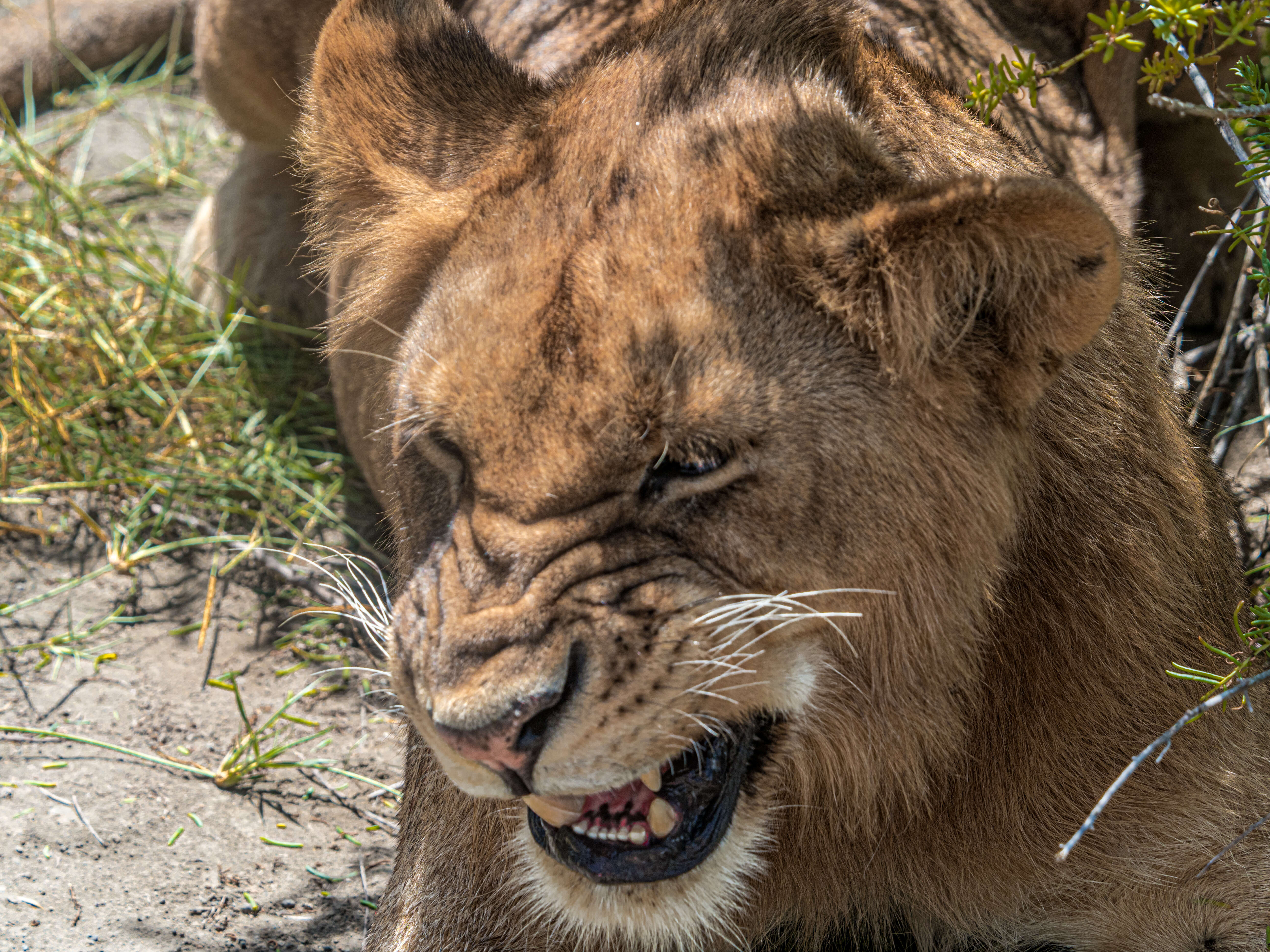 Imagem de Pantherinae