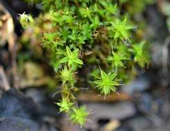 Image of great hairy screw-moss