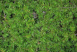 Image of Carolina Hemlock