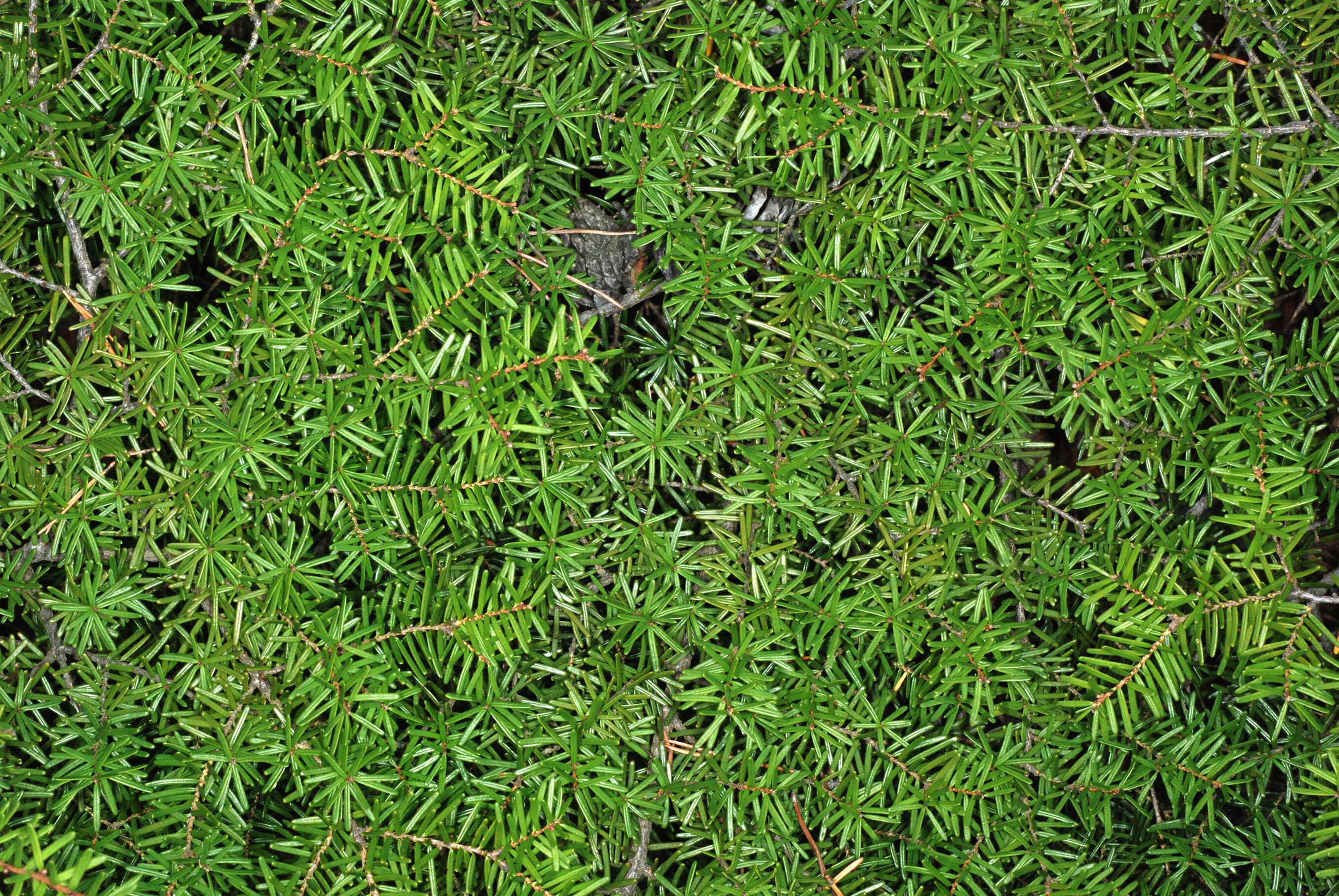 Image of Carolina Hemlock