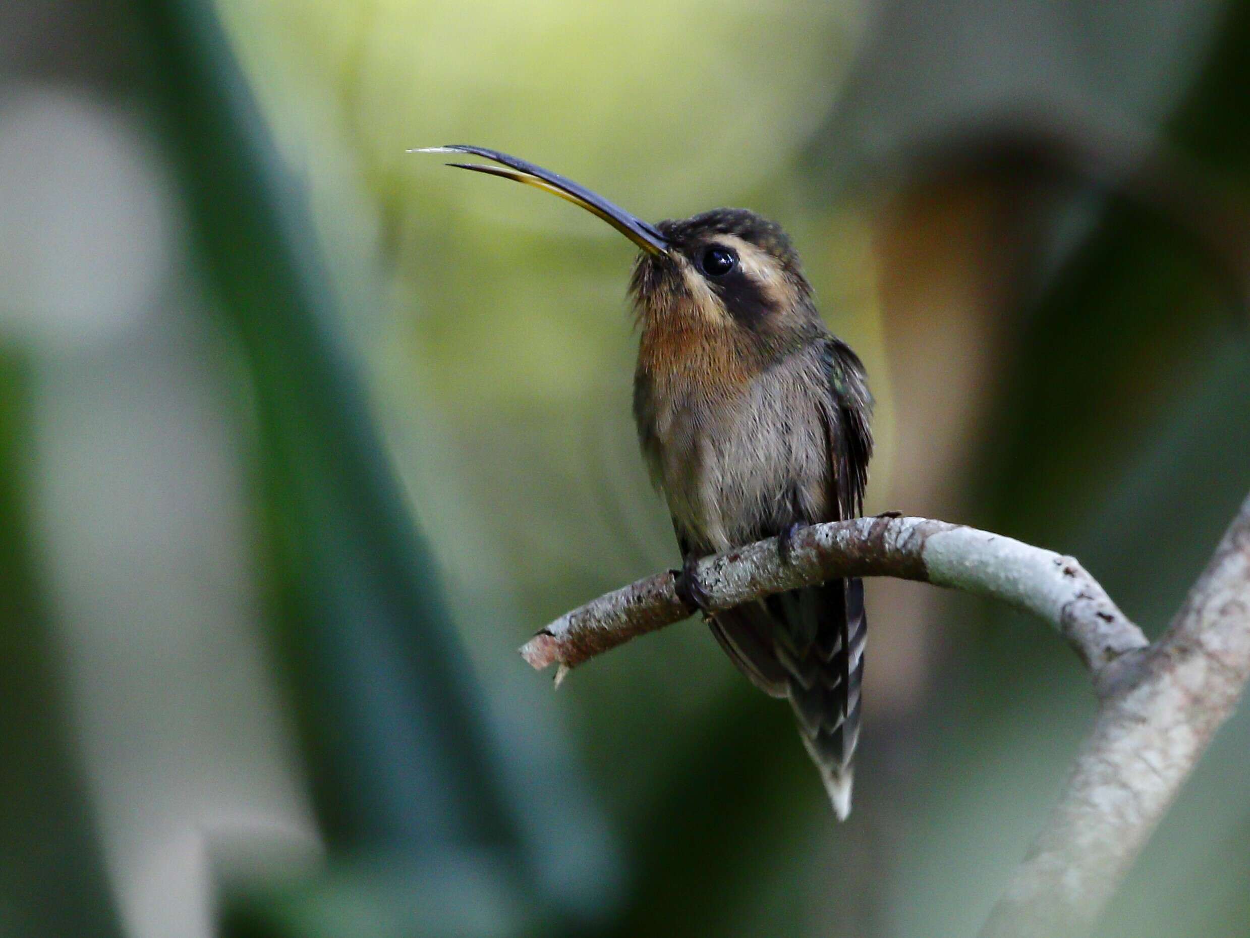 Phaethornis idaliae (Bourcier & Mulsant 1856) resmi