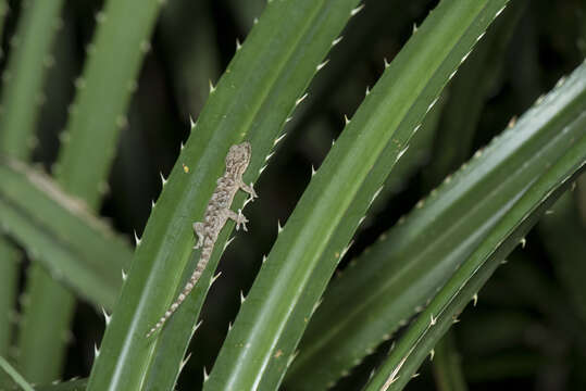 Image of Hokou Gecko