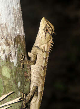 Image of Forest Crested Agama