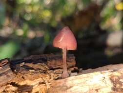 Image of Mycena haematopus (Pers.) P. Kumm. 1871