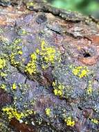 Image of eggyolk lichen