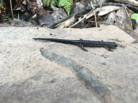 Image of Plethodon punctatus Highton 1972
