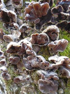 Image of Auricularia mesenterica (Dicks.) Pers. 1822