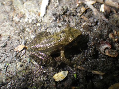 18.https www inaturalist org photos 3856654.580x360