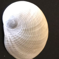 Image of Sinum perspectivum (Say 1831)
