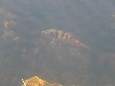 Image of Tucunare