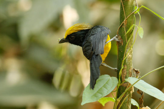 Image of Sultan Tit