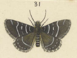 Image of Dasyuris pluviata Hudson 1928