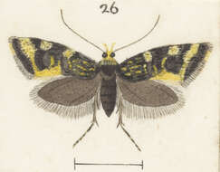 Image of Trachypepla lichenodes Meyrick 1884