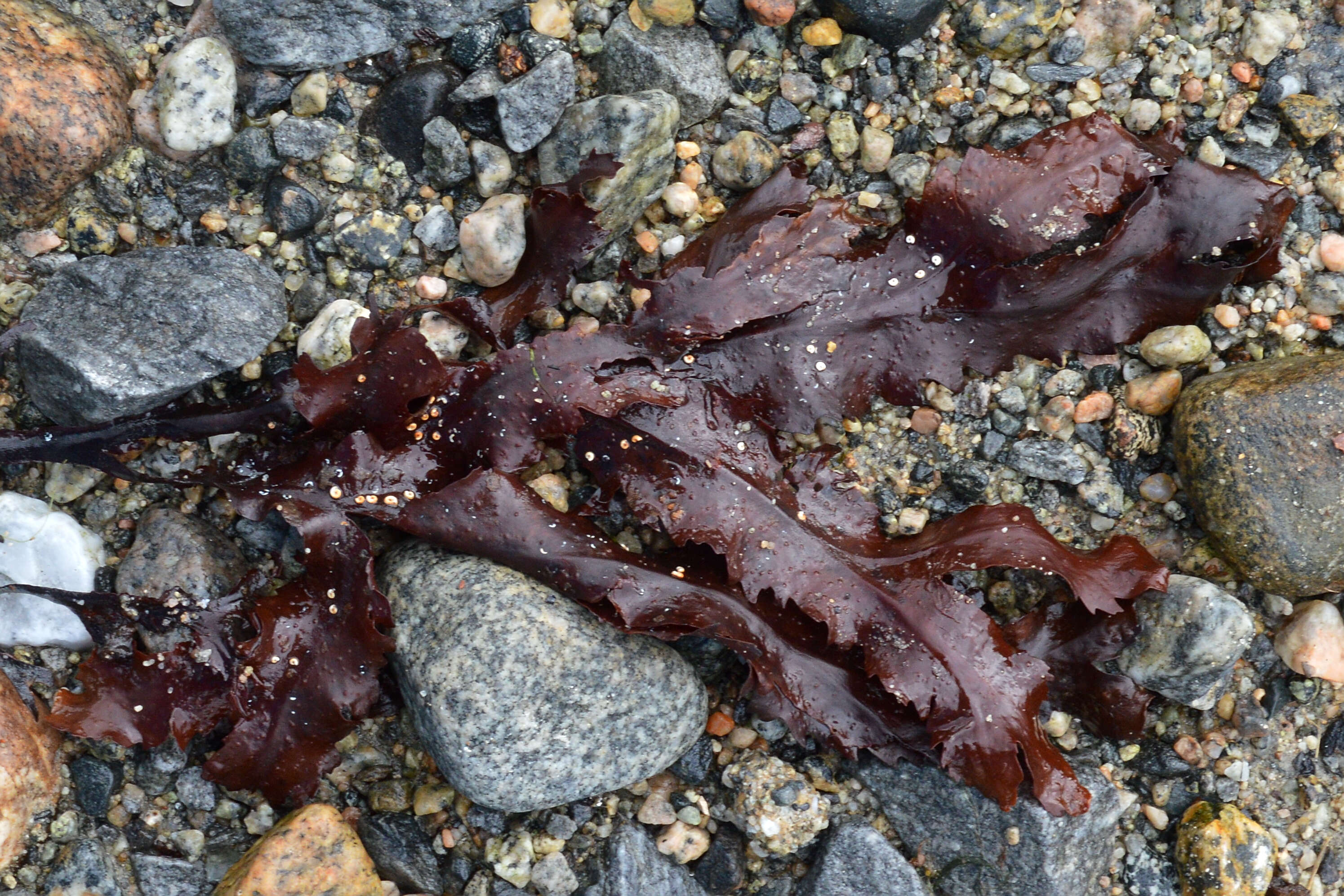 Image of toothed wrack