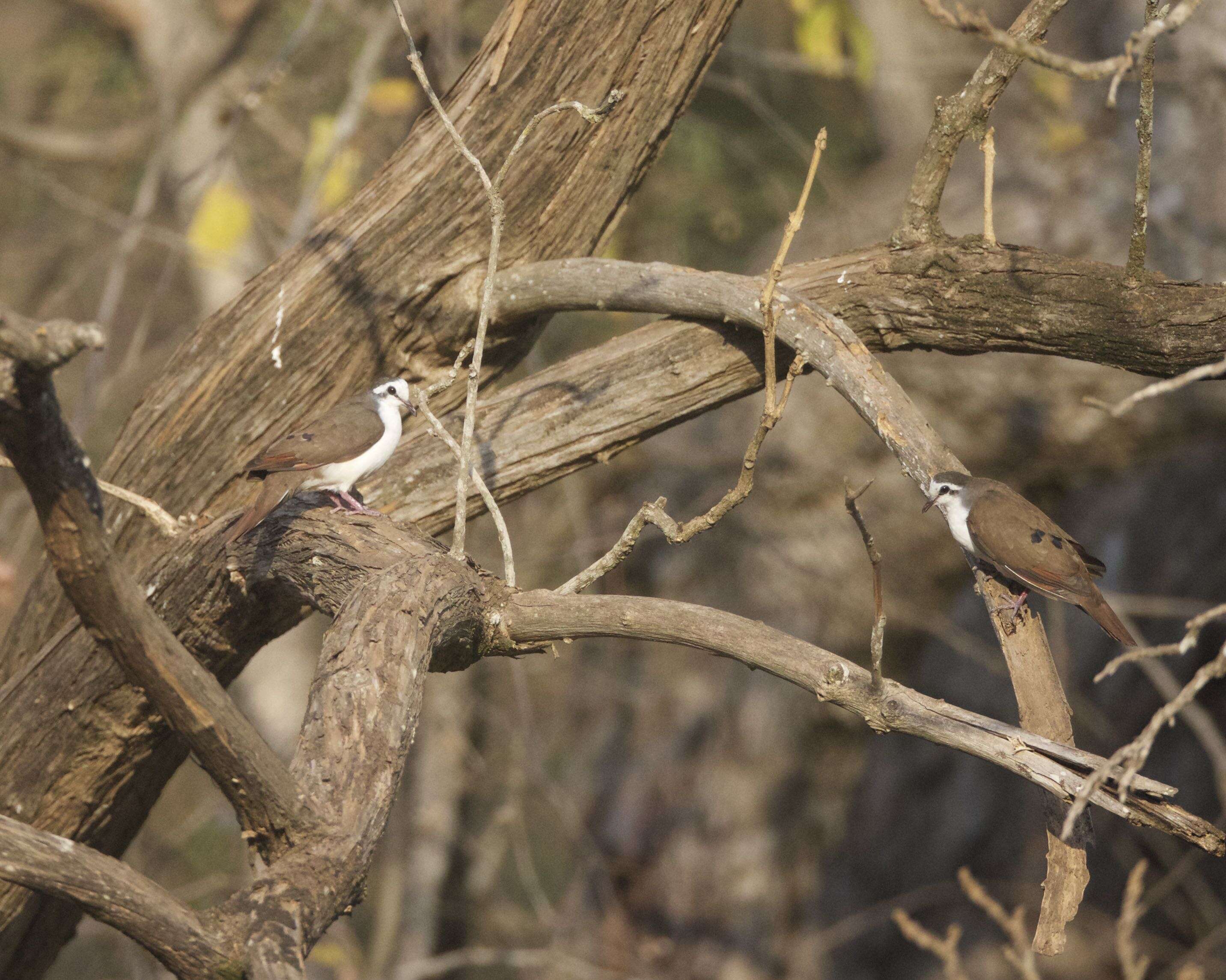 Image of Tambourine Dove