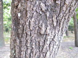 Image of Platycarya