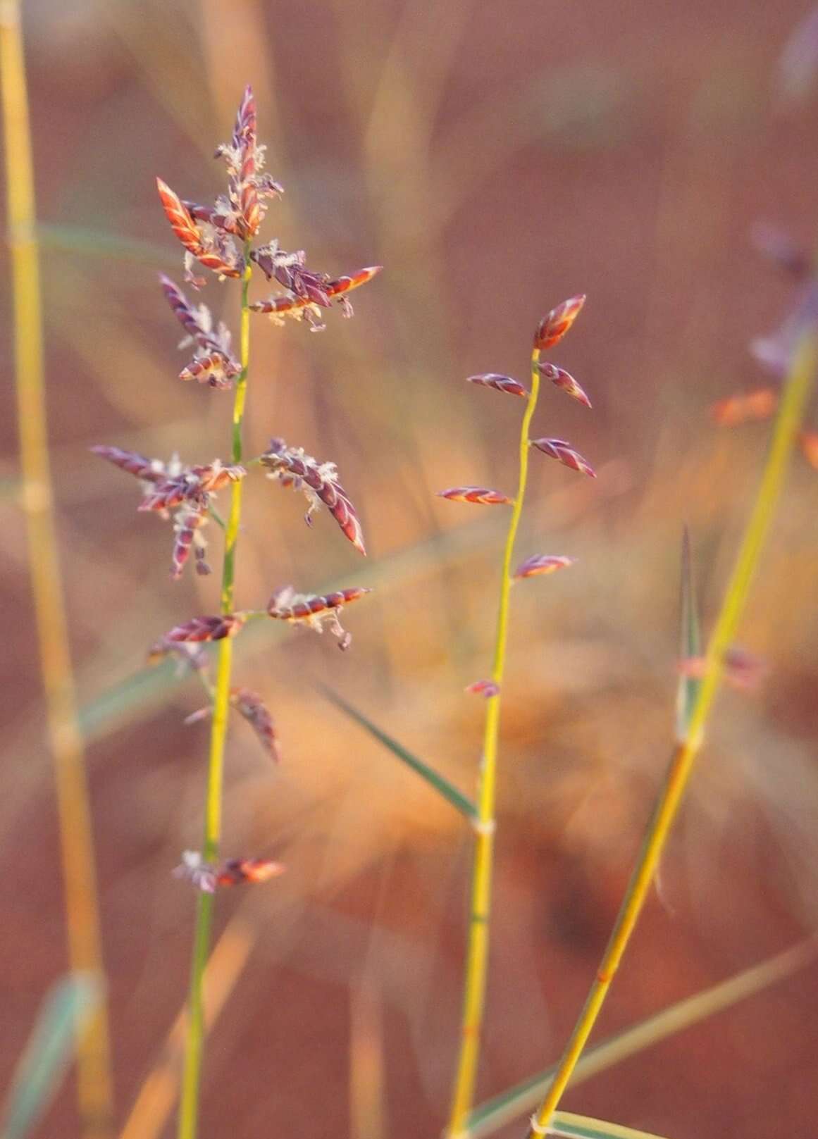 Image of Eragrostis eriopoda Benth.