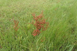 Image of <i>Juncus marginatus</i>