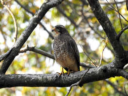 Image of White-eyed Buzzard