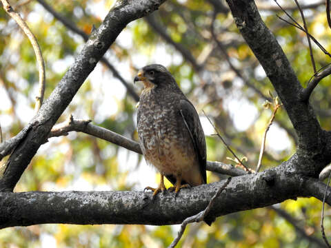 Image of White-eyed Buzzard