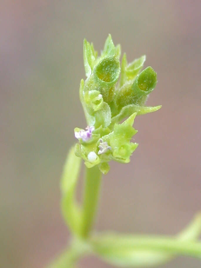 Image of Valerianella muricata