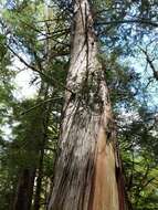 Image of Canoe Cedar