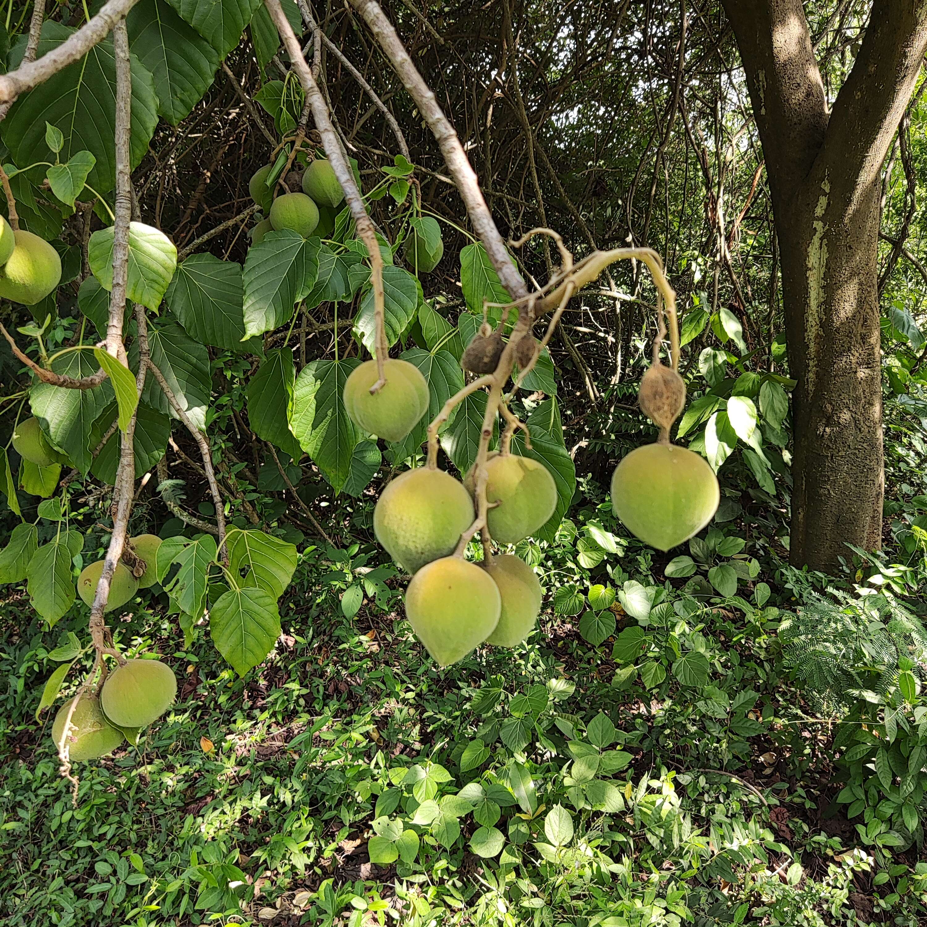 Image of Candlenut