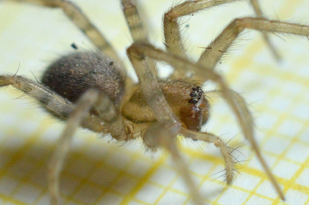 Image of Barn Funnel Weaver