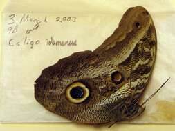 Image of Caligo idomeneus Linnaeus 1758