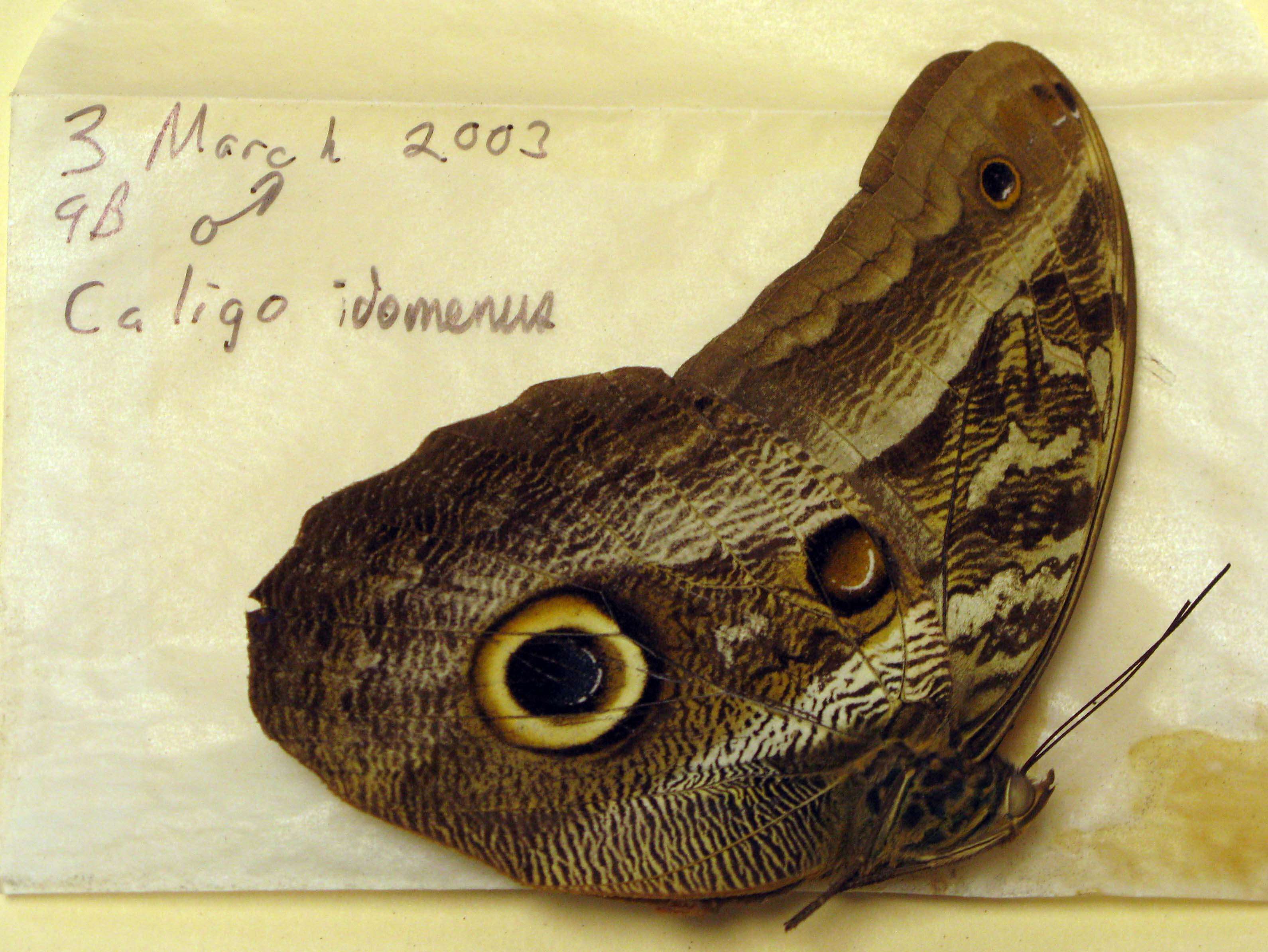 Imagem de Caligo idomeneus Linnaeus 1758