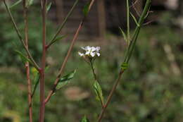 Image of Raphanus sativus var. sativus