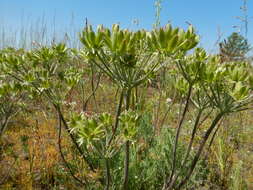 Imagem de Lomatium macrocarpum (Hook. & Arn.) Coult. & Rose