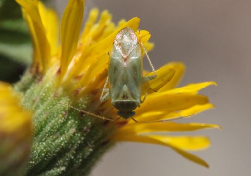 18.https www inaturalist org photos 3864016.580x360