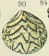 Image de Hysteroconcha dione (Linnaeus 1758)