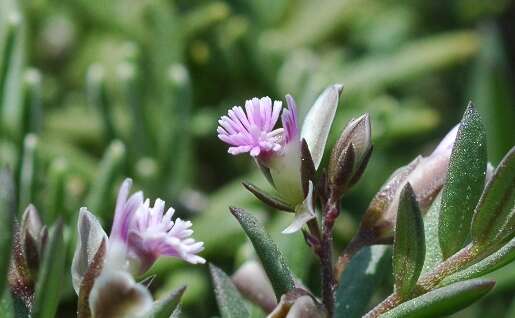 Image of Polygala monspeliaca L.