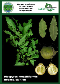 Image of <i>Diospyros mespiliformis</i>