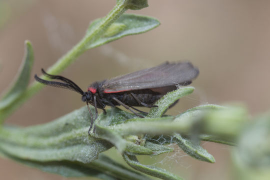 Image of almond leaf skeletonizer moth