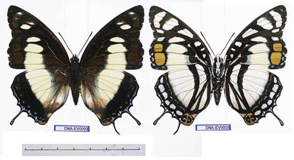 Imagem de Charaxes nobilis Druce 1873