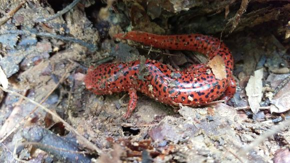 Image of Northern red salamander