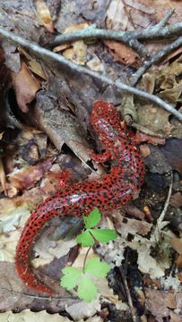 Image of Northern red salamander