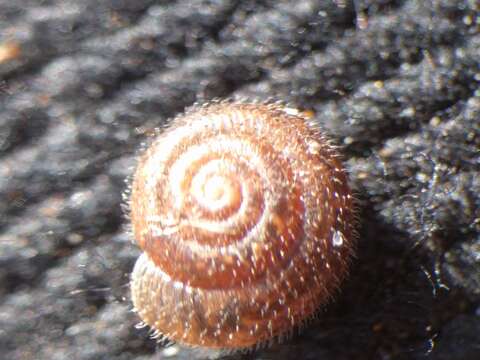 Image of Hairy Snail