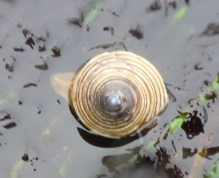 18.https www inaturalist org photos 386802.580x360