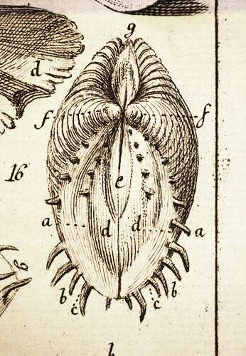 Image de Hysteroconcha dione (Linnaeus 1758)
